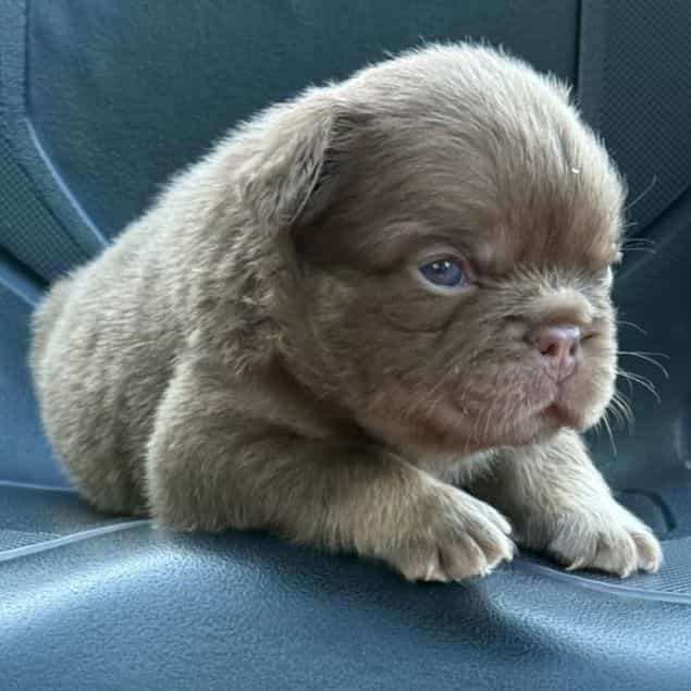 Dannie - French Bulldog Male