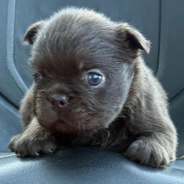Kenicky - French Bulldog Male
