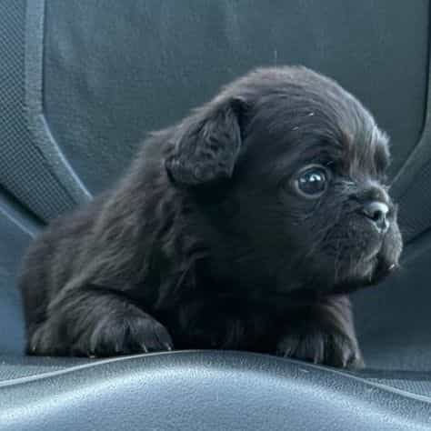 Dude(doody ) - French Bulldog Male