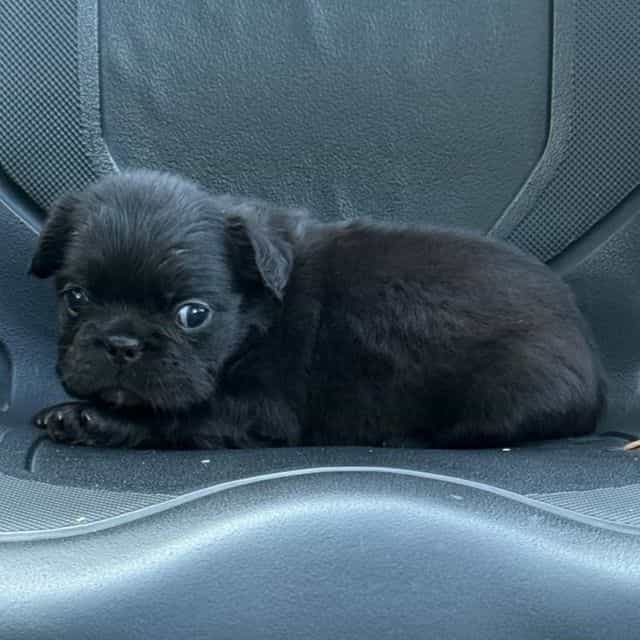 Sandy - French Bulldog Female