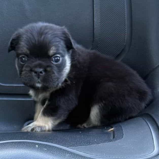 Rizzo  - French Bulldog Female