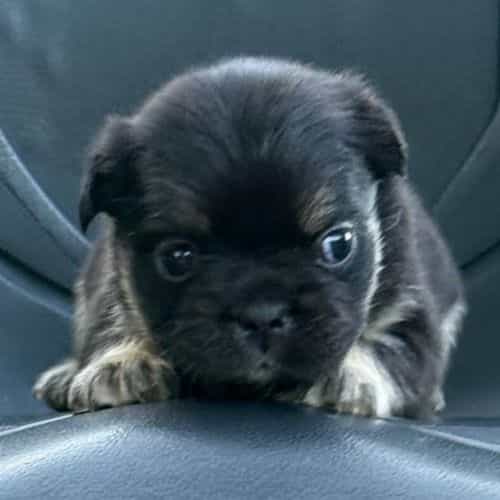 Frenchie - French Bulldog Female