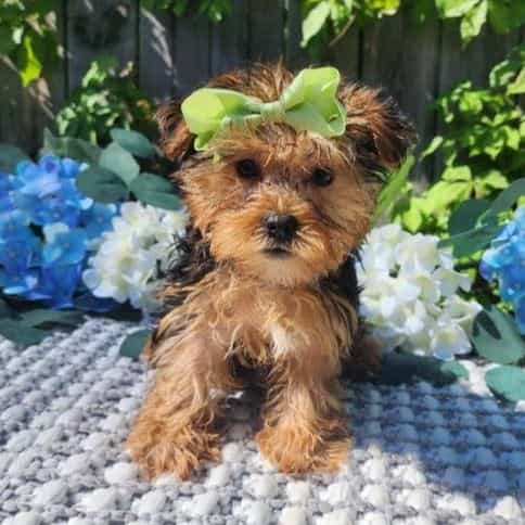 Lola - Yorkshire Terrier Female