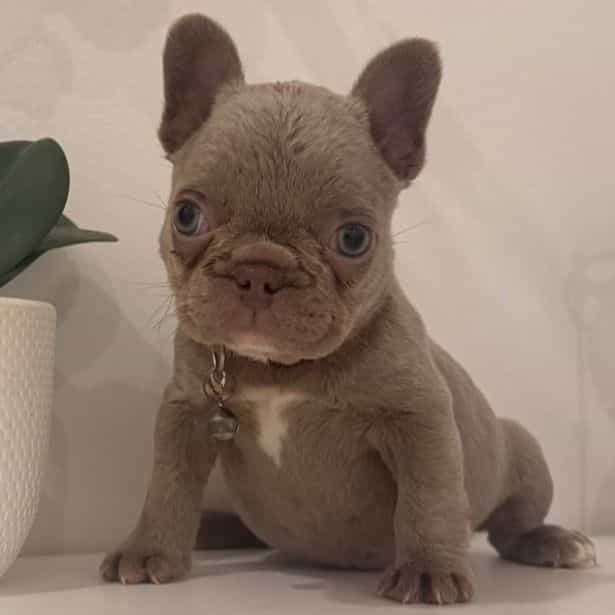 Chanel - French Bulldog Female