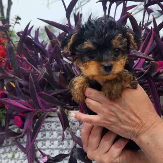 Teacup Timmy - Yorkshire Terrier Male