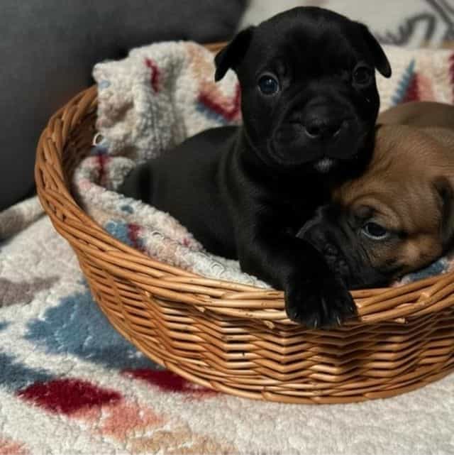 Keno - Frenchton Male