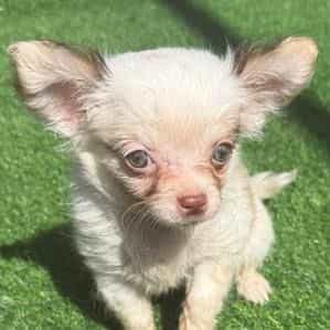 Boomer - Chihuahua Female
