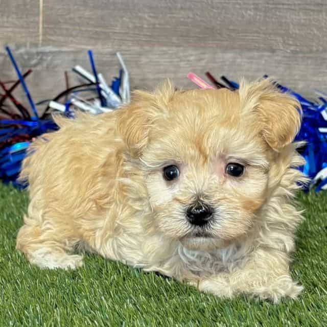 Miles - Maltipoo Male