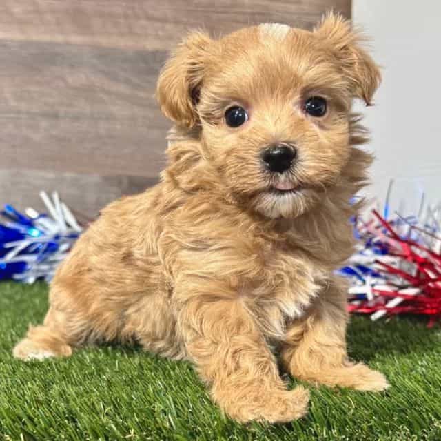 Max - Maltipoo Male