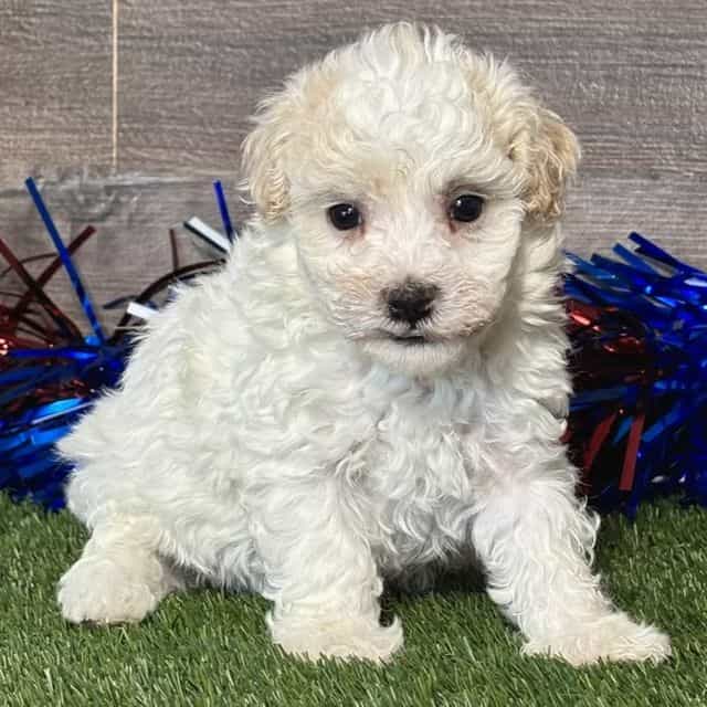 Mason - Maltipoo Male