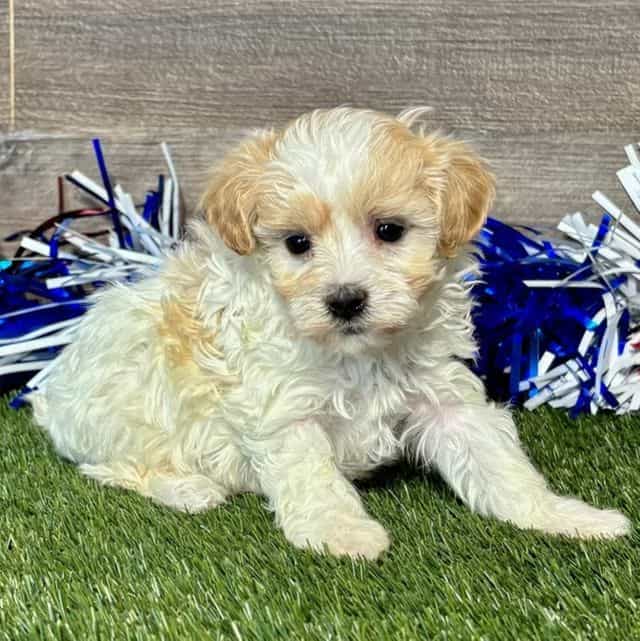 Margo - Maltipoo Female