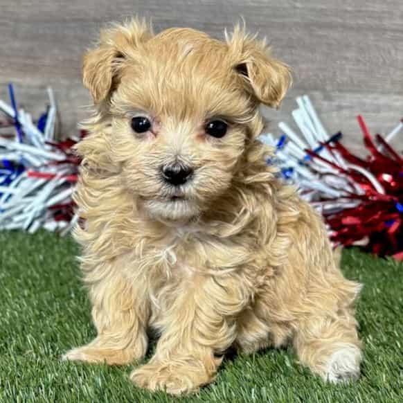 Macy - Maltipoo Female