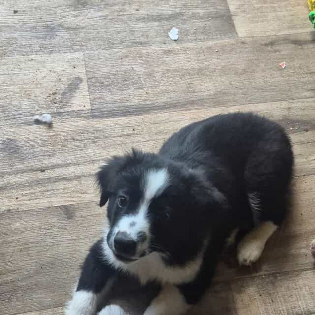 Mounds - Australian Shepherd Male