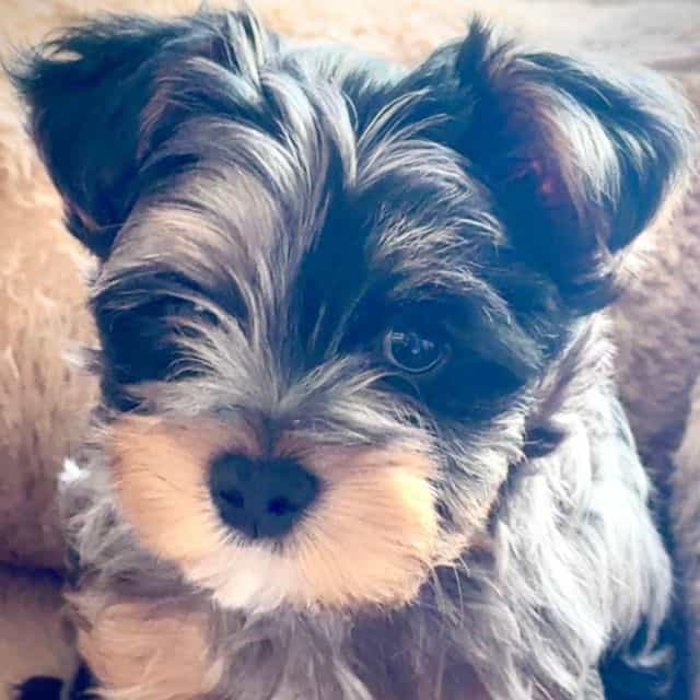 Prince Jr - Yorkshire Terrier Male
