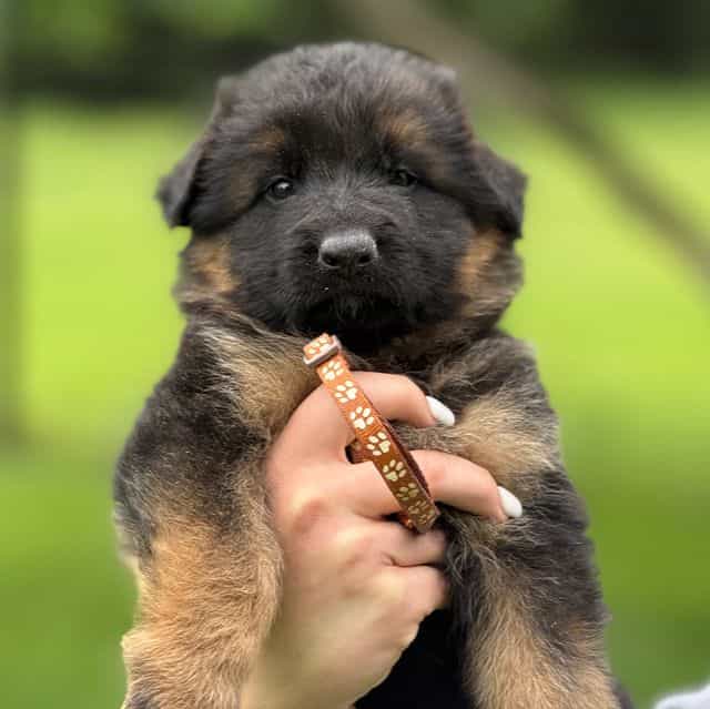 Zenn - German Shepherd Dog Male