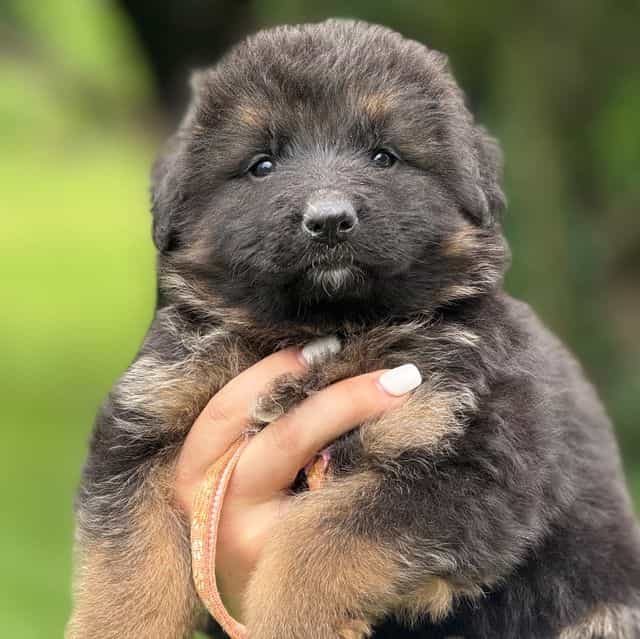 Yeska - German Shepherd Dog Female