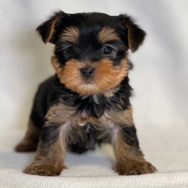 Midget - Yorkshire Terrier Male