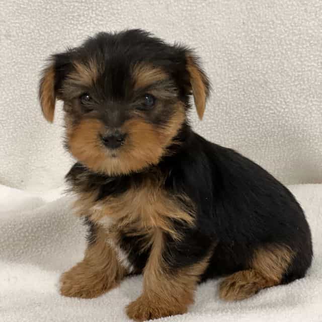 Tony - Yorkshire Terrier Male