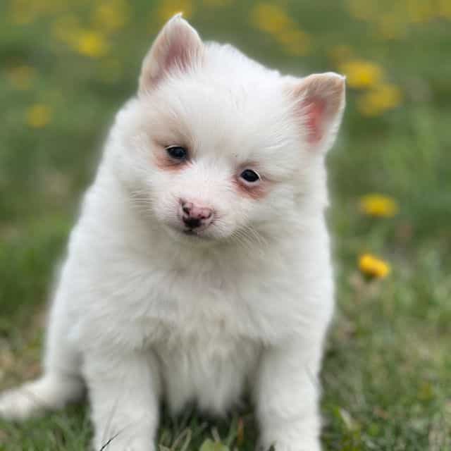 Penny - Pomeranian Female