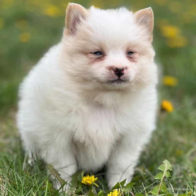 Pearl - Pomeranian Female
