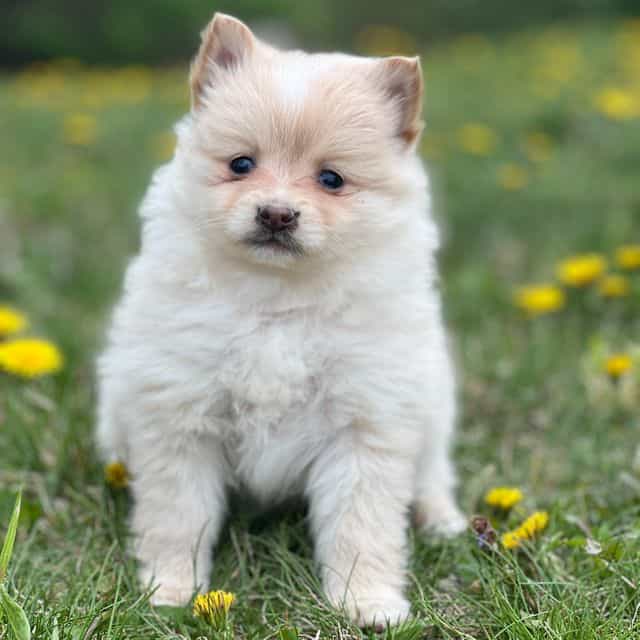 Pringle - Pomeranian Female