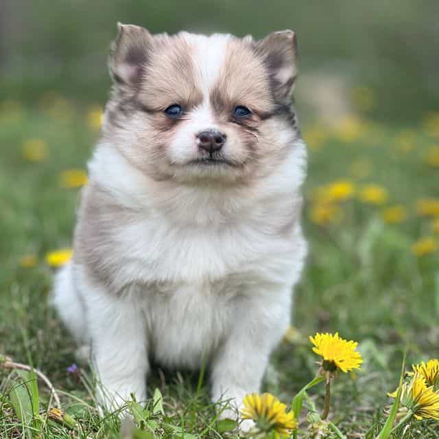 Puffy - Pomeranian Male