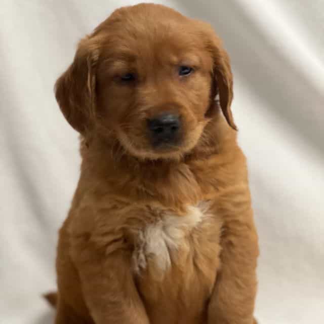 Jol - Golden Retriever Male