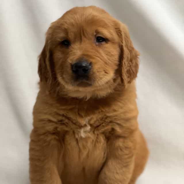 Jack - Golden Retriever Male
