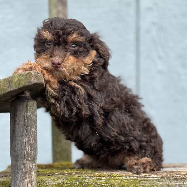 Dolly - Toy Poodle Female