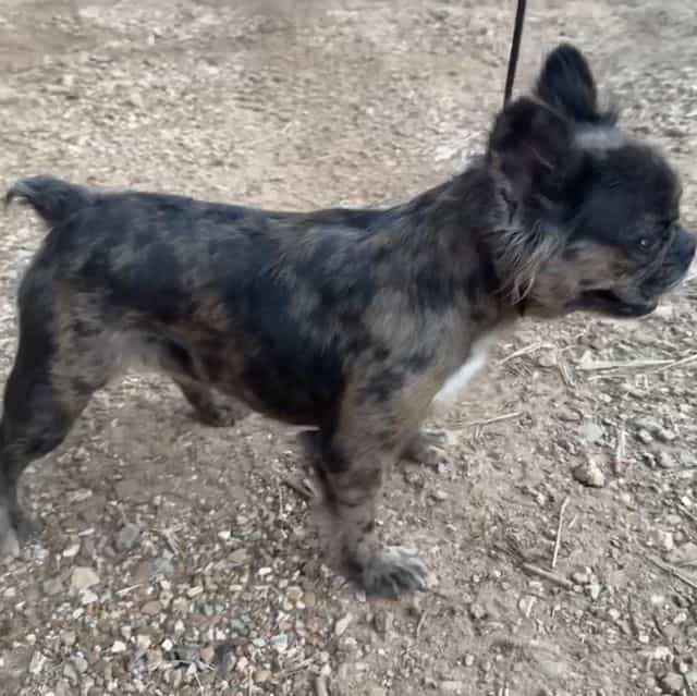 Pebbles  - French Bulldog Female