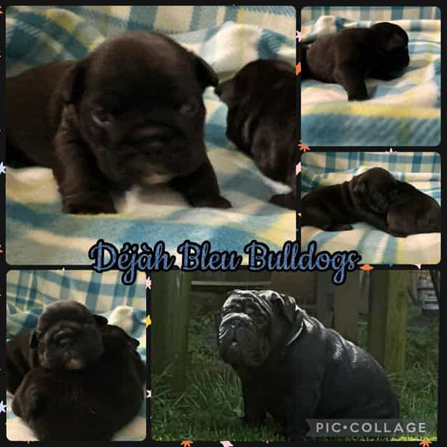 Toast - English Bulldog Male