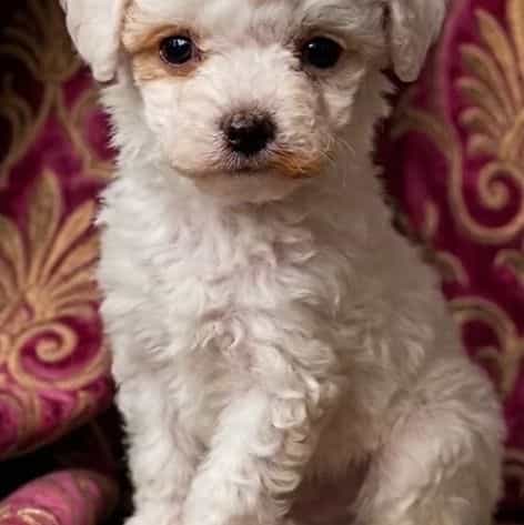 Cavapoo - Cavapoo Female