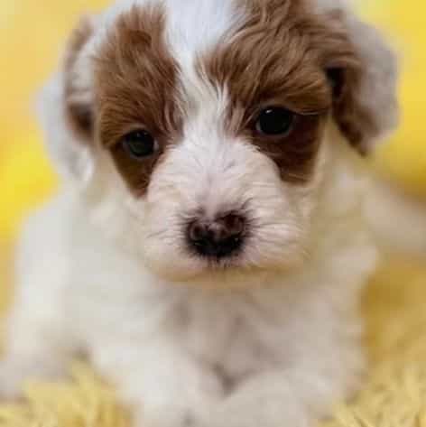 Atlas - Cavapoo Female
