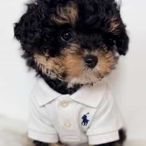  Jag - Toy Poodle Male