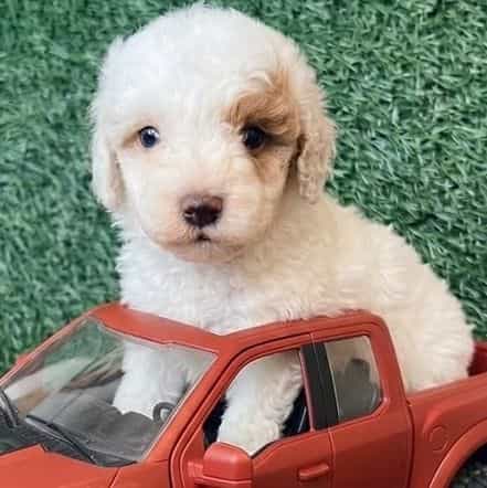 Odin - Toy Poodle Male