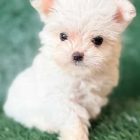 Bolt - Maltese Male