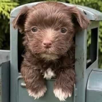  Noah - Yorkshire Terrier Male
