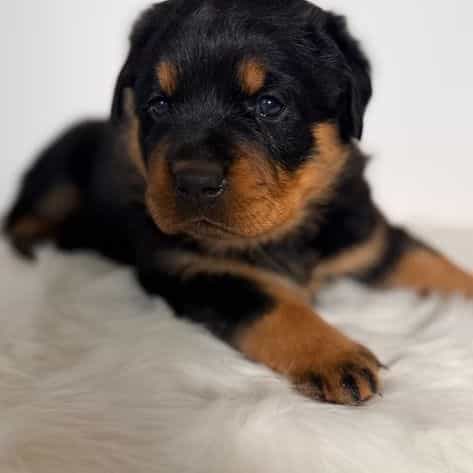 Diamond - Rottweiler Female