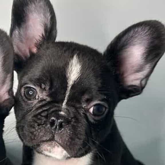 Pepe - French Bulldog Female