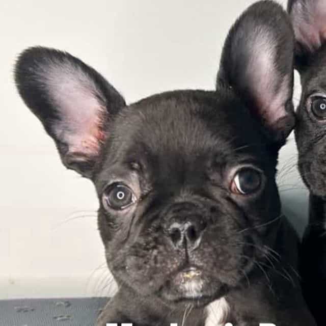 Le Pew - French Bulldog Male