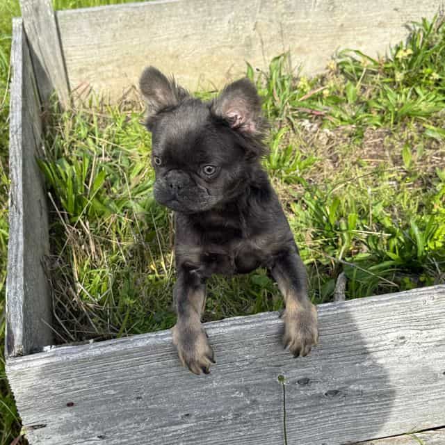 Fluffy Faye - French Bulldog Female