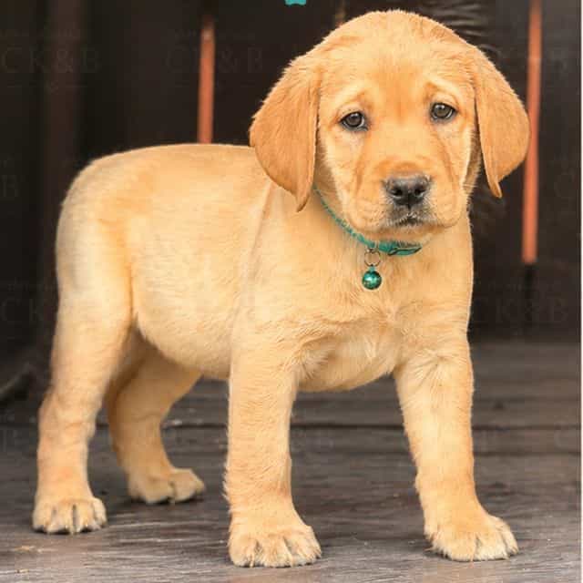 Sunny  - Labrador Retriever Female