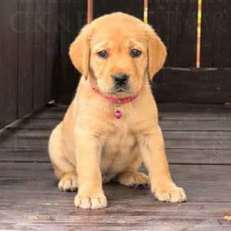 peaches  - Labrador Retriever Female
