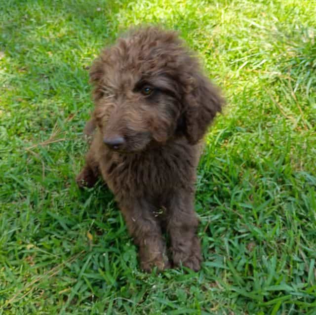Arno - Labradoodle Male