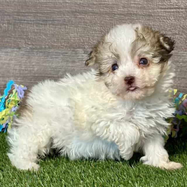 Elton - Havapoo Male