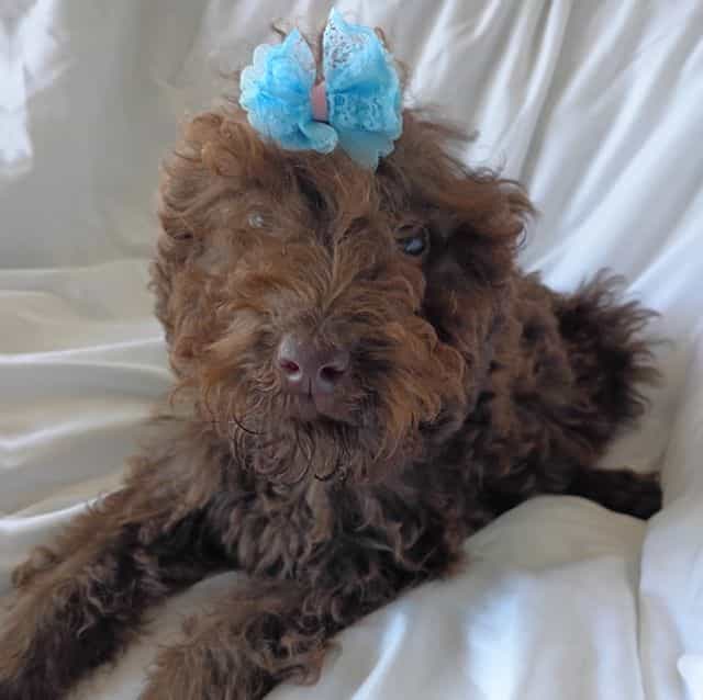 Jolly - Labradoodle Female