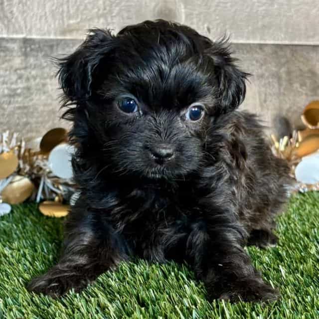 Tara - Shih-Poo Female