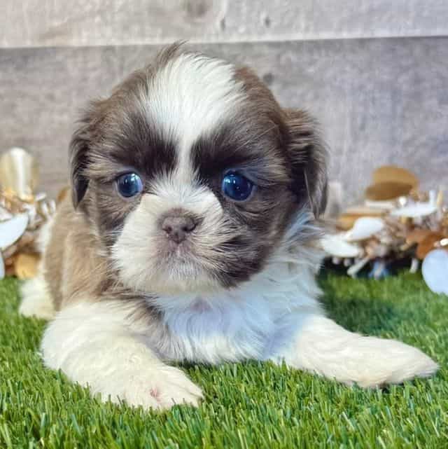 Sully - Shih Tzu Male