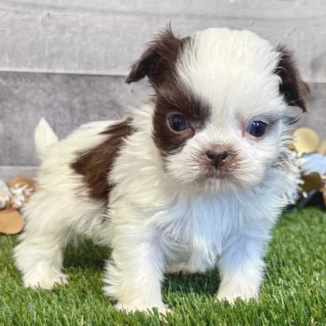 Sam - Shih Tzu Male