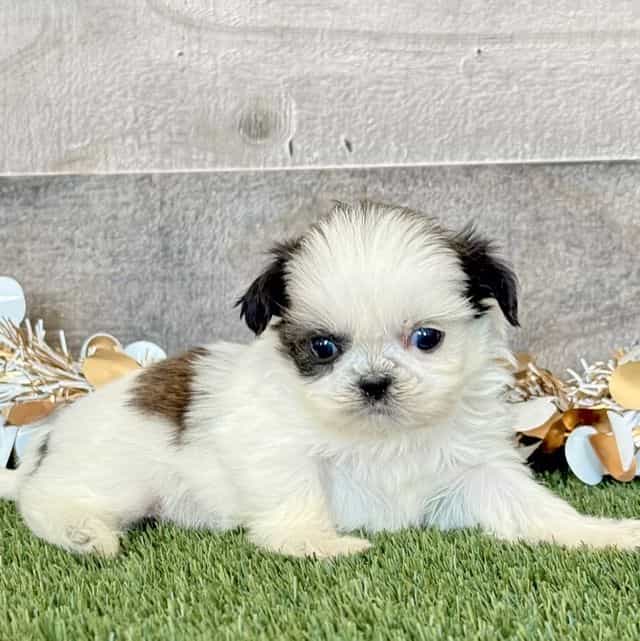 Silas - Shih Tzu Male